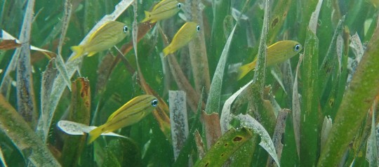 Seagrass supports fisheries